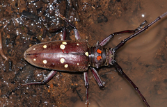 Batocera rubus