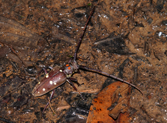Batocera rubus