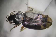 Bembidion rapidum