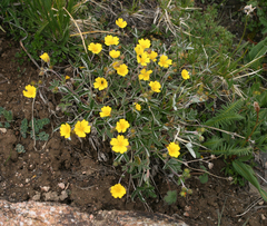 Potentilla nervosa