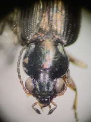 Bembidion rapidum