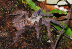 Phormingochilus