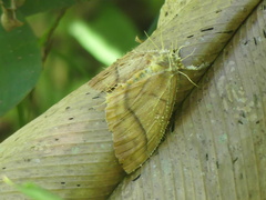 Akanthomyces tuberculatus