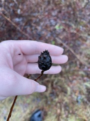 Rabdophaga strobiloides