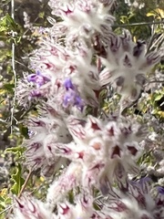 Condea