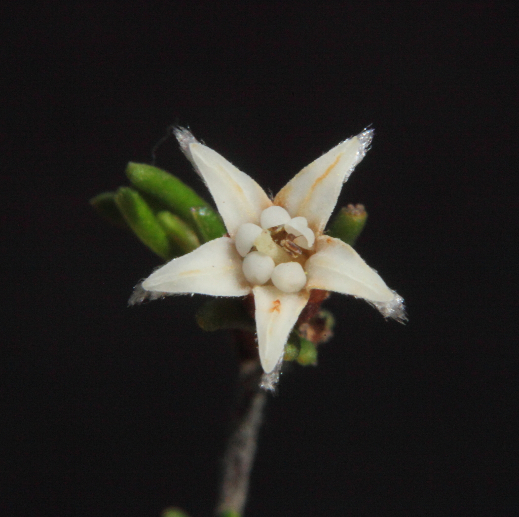 Cryptandra leucopogon from Nyabing WA 6341, Australia on October 13 ...