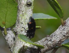 Chrysobothris chrysoela