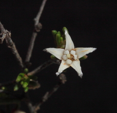 Cryptandra leucopogon