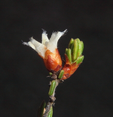 Cryptandra leucopogon