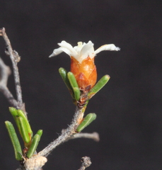 Cryptandra leucopogon