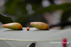 Daphnephila taiwanensis