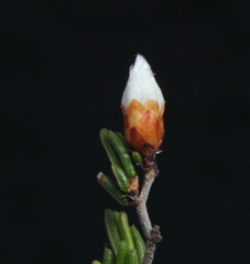 Cryptandra leucopogon