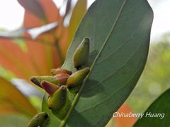 Daphnephila taiwanensis