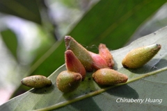 Daphnephila taiwanensis