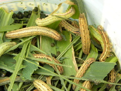 Anicla infecta