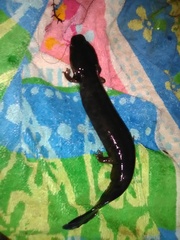 Necturus maculosus