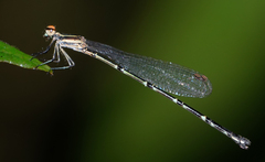 Elattoneura analis