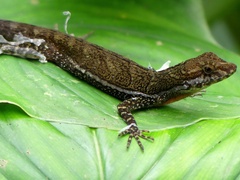 Anolis oxylophus