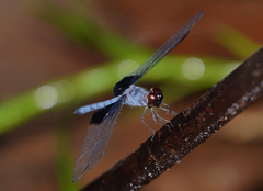 Tyriobapta torrida