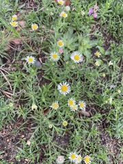 Hysterionica resinosa