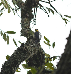 Melanerpes flavifrons