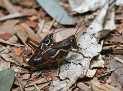 Staleochlora arcuata