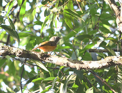 Mionectes rufiventris