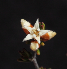 Cryptandra leucopogon