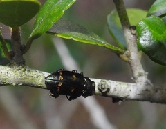 Chrysobothris chrysoela