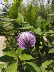 Centrosema brasilianum