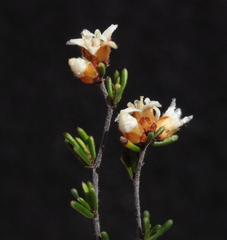 Cryptandra leucopogon