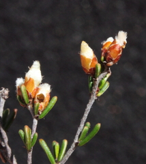 Cryptandra leucopogon