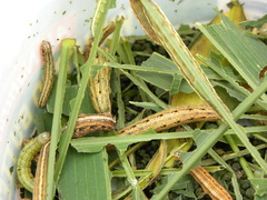 Anicla infecta