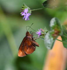 Miltomiges cinnamomea