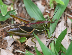 Staleochlora arcuata