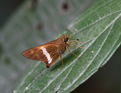 Tirynthia conflua