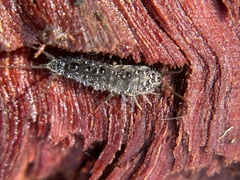 Allacrotelsa spinulata