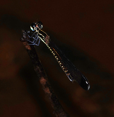 Sundacypha petiolata