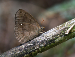 Forsterinaria quantius