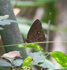 Forsterinaria quantius