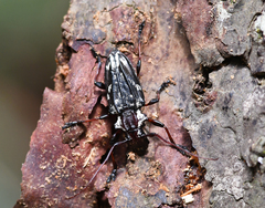 Steirastoma marmoratum