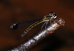 Sundacypha petiolata