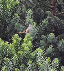 Leptasthenura setaria