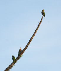 Amazona vinacea