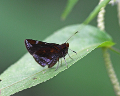 Ginungagapus ranesus