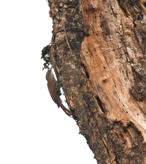 Lepidocolaptes falcinellus