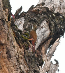 Lepidocolaptes falcinellus