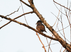 Pachyramphus validus