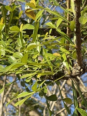 Crescentia alata
