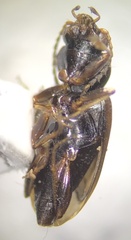 Bembidion rapidum